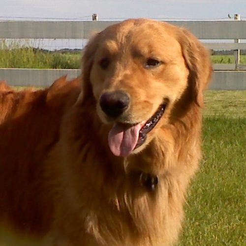 jasper